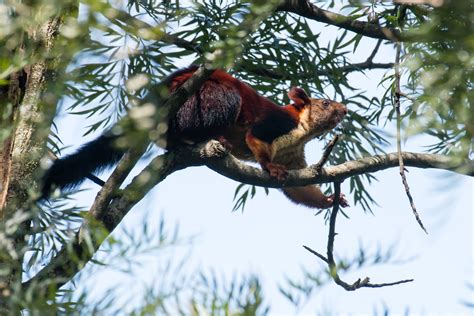 Rare giant squirrel keystone species in India's forests | Flipboard