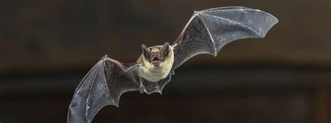 200+ Cute and Famous Bat Names – Animal Names