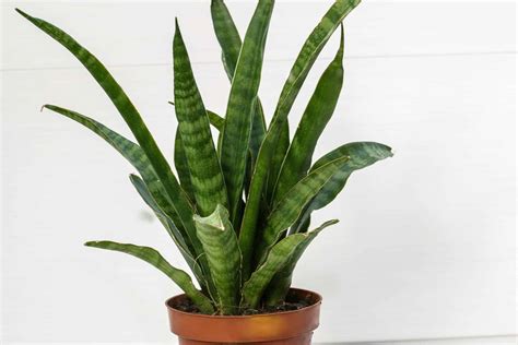 Snake Plant 101 - A-Z Animals