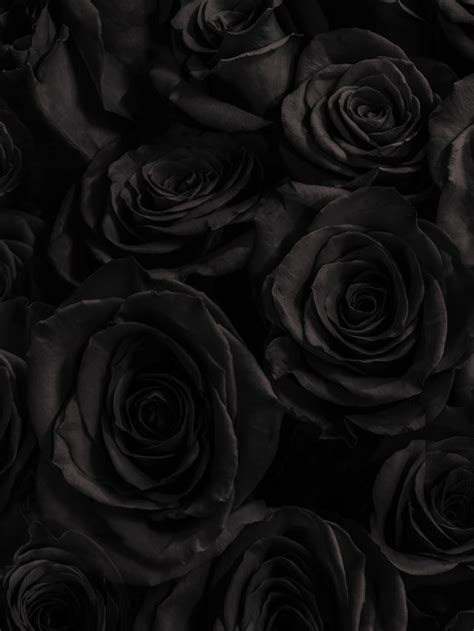 Symbolism of Black Rose: What Does it Mean?