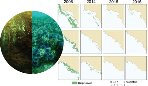 Kelp Forests - Kelp Forest Alliance