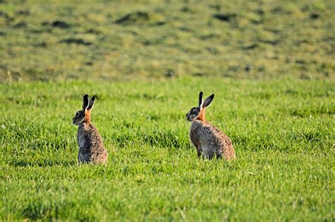 Animal Folklore: Chasing Hares Through Stories, Myth, and Legend – # ...