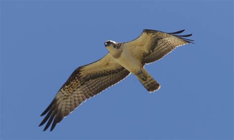 Osprey Shortened Migration | Scottish Wildlife Trust