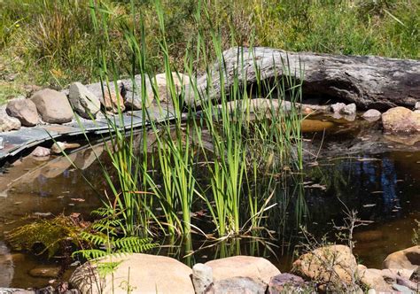 Frog breeding — Life in a Southern Forest