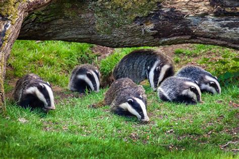 These 7 Cool Facts Show the Secret Lives of Badgers | PETA