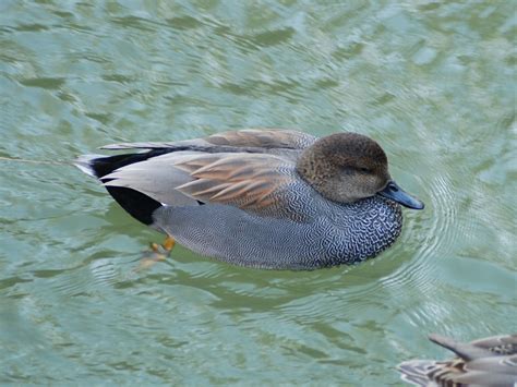 The Online Zoo - Gadwall