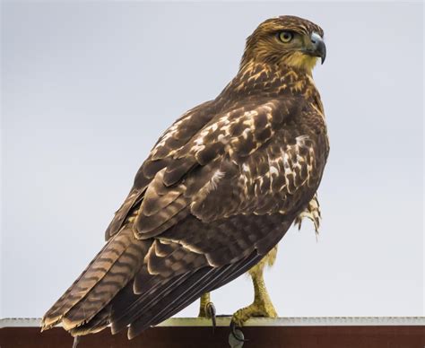 Juvenile Red-Tailed Hawk - Wisconsin : wildlifephotography