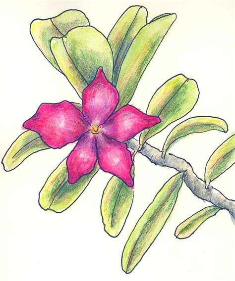 flowers for flower lovers.: flowers drawing.