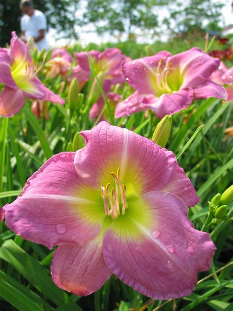 Daylily Varieties | Daylily Photos | HGTV