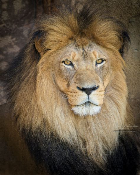 Close up Photo of a Beautiful Male Lion at Denver Zoo