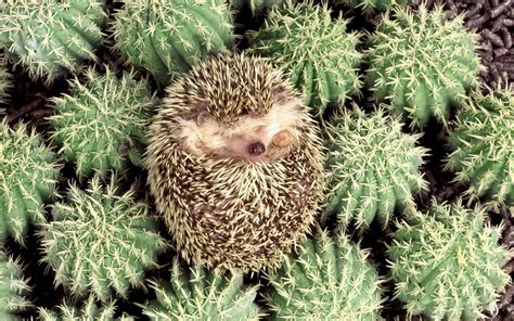 Baby Hedgehog Wallpapers - Top Free Baby Hedgehog Backgrounds ...