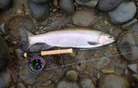 SILVERWATER FLY FISHING & DESIGN : SAGE X-597 FLY ROD REVIEW