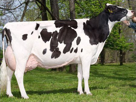 Dairy Holstein Friesian Cow Wholesale Suppliers in Karnal Haryana India ...