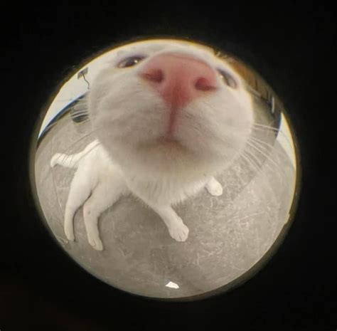 fisheye pfp in 2023 | Cat profile, Fish eye lens, Cat icon