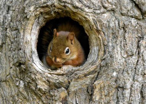 What Do Squirrel Nests Look Like? Where, Why and When? - Into Yard