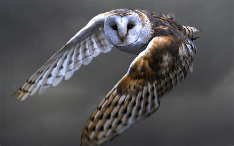 Wallpaper Owl flying, barn owl, wings 1920x1200 Picture, Image