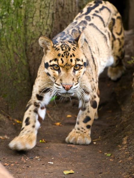 Clouded Leopard - Animal Facts and Information