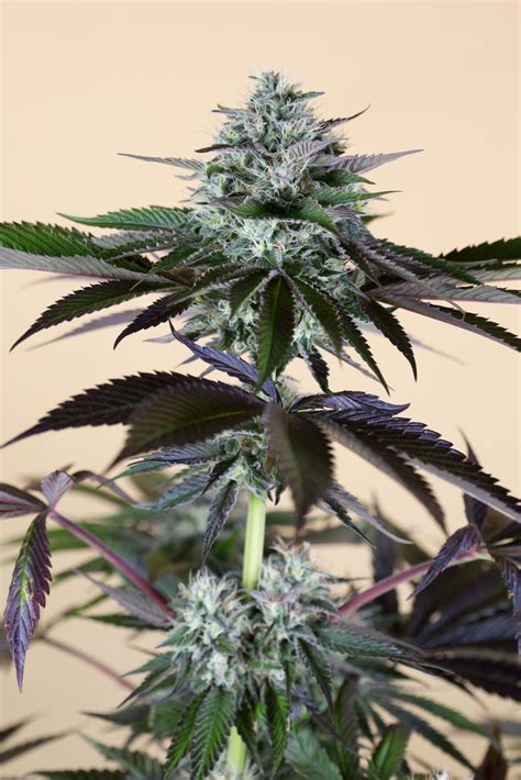 Buy Lost Coast Hash Plant - Humboldt Seeds UK