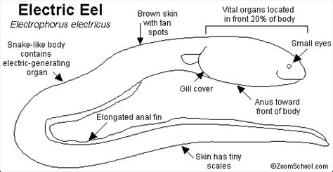 Electric Eel Printout- Enchanted Learning Software