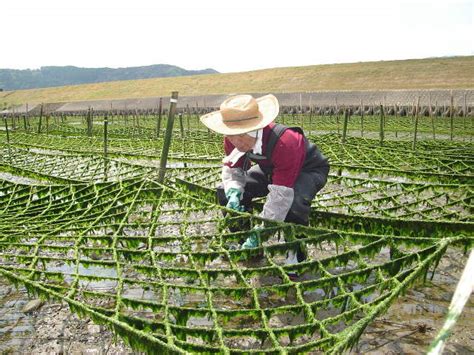 The impact of seaweed farming · English reading exercise (advanced ...