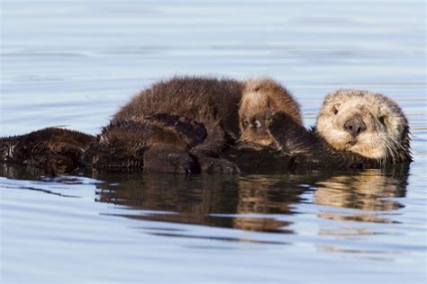 Sea Otter Adoptees Born in Elkhorn Slough