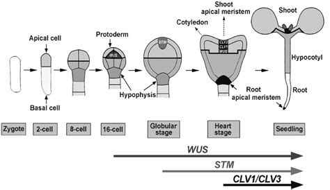 23+ Apical Meristem Diagram - DorinoAlaiham