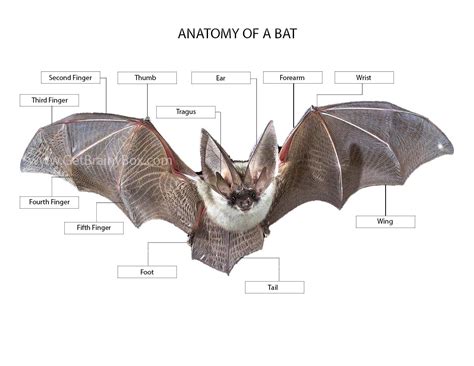 Anatomy of a Bat - Free - Get Brainy Kit