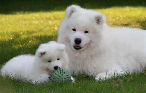 The Top 12 Fluffiest Dog Breeds That Ever Floofed - BarkPost