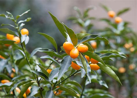 The 13 Best Indoor Fruit Trees to Grow - PureWow