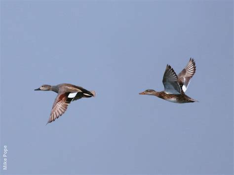 Gadwall | KuwaitBirds.org