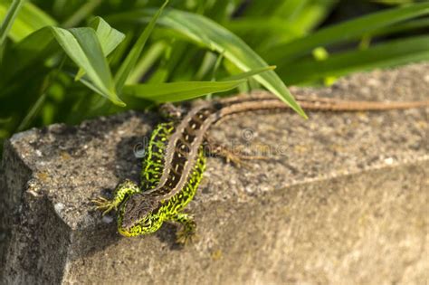 Sand Lizard, Male in Mating Robe. Spring, the Month of May Stock Image ...