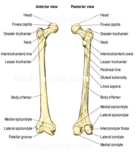 Human Femur Bone Anatomy : Bones: Femur. – Anatomy & Physiology ...