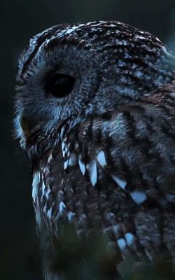 __AMAR A VIDA__ | Beautiful owl, Owl gifs, Pet birds