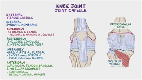 Anatomy of the knee joint: Video, Anatomy & Definition | Osmosis