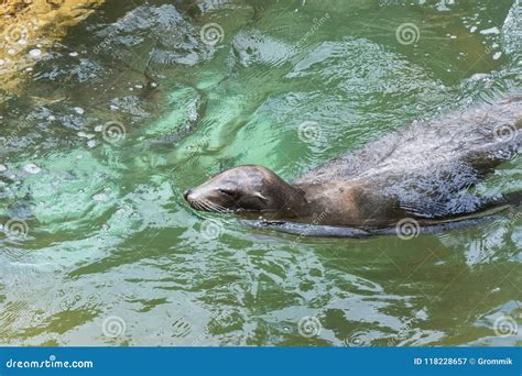 Sea Lion in Its Natural Habitat, Wild Animals. Stock Image - Image of ...