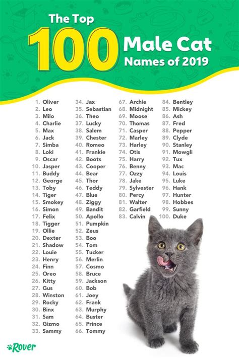 The 100 Most Popular Male and Female Cat Names of 2020 | Rover.com ...