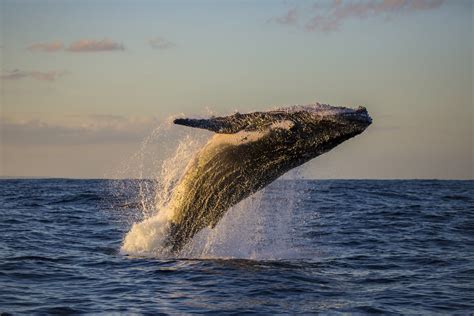 Whale Watching In Alaska