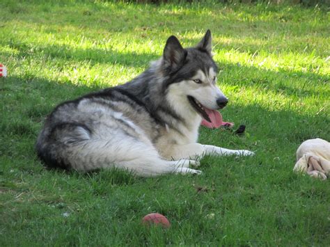 Malamute Husky Mix Welpen