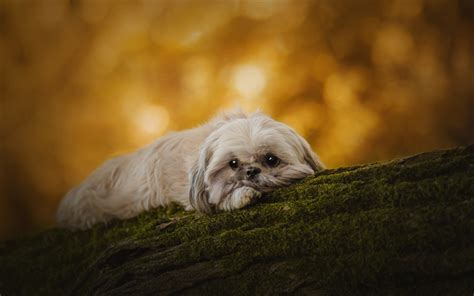 Download wallpapers shih tzu, fluffy white dog, autumn, sad little dog ...