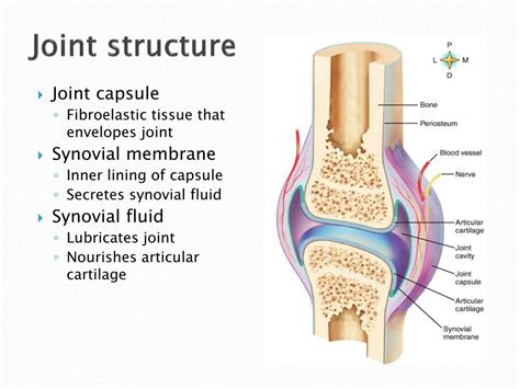 Synovial Joint Meniscus