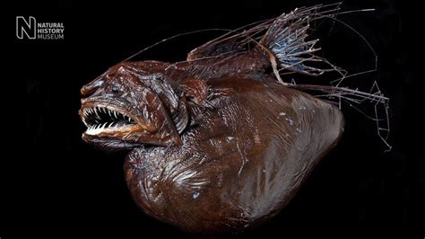 What Is an Anglerfish? - Earthpedia - Earth.com