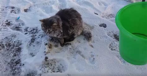 Couple Rescue Stray Cat Frozen To The Ground