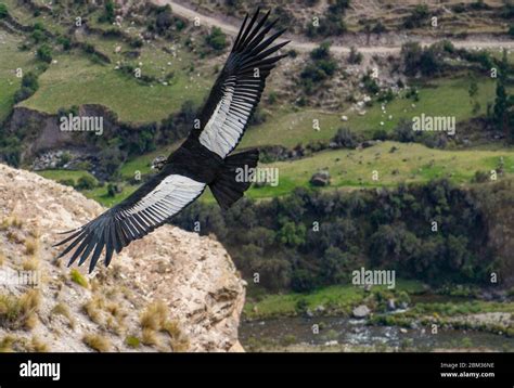 Andean Condor Wingspan