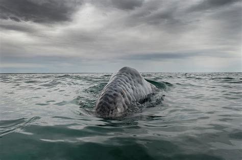 Gray Whale Breaching Photograph by Christopher Swann - Pixels