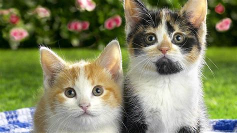 🔥 [50+] Funny Kitten Wallpapers and Screensavers | WallpaperSafari