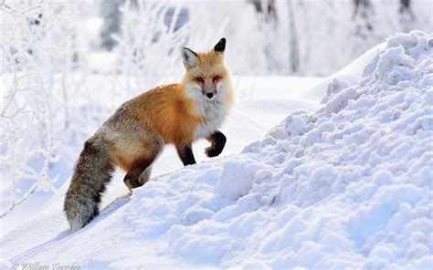 Snow Fox Wallpapers - Wallpaper Cave