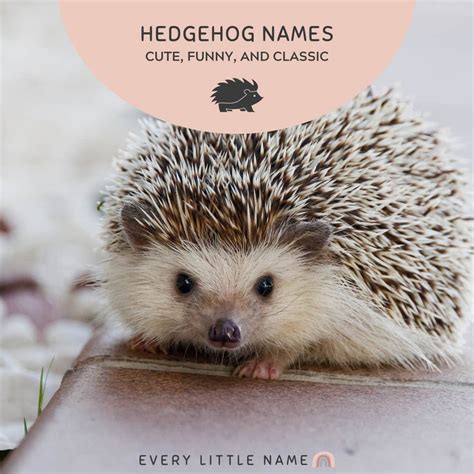 170+ Best Hedgehog Names (Cute, Funny, and Classic) - Every Little Name