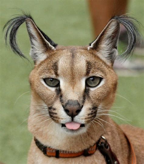 Caracal Cat