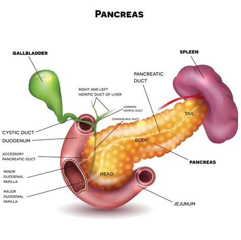 Pancreatic Cancer Symptoms | Johns Hopkins Medicine