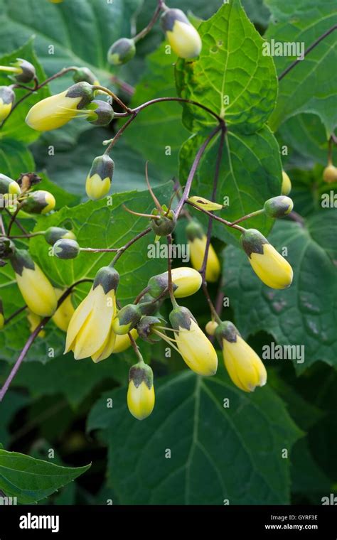 Yellow Wax Bells - Kirengeshoma palmata Stock Photo - Alamy